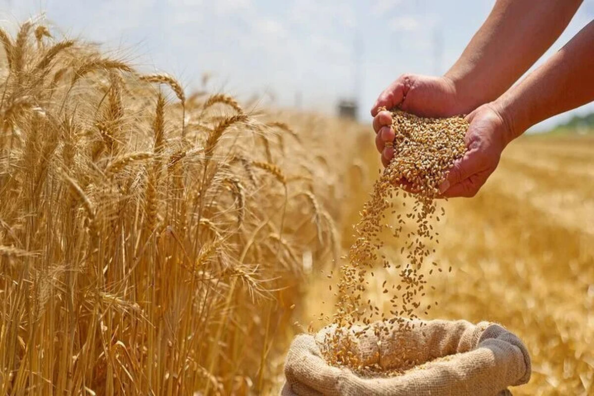 آخرین خبر از پرداخت مطالبات گندمکاران امروز جمعه ۲۲ خرداد ۱۴۰۵ | تکلیف مطالبات گندمکاران مشخص شد