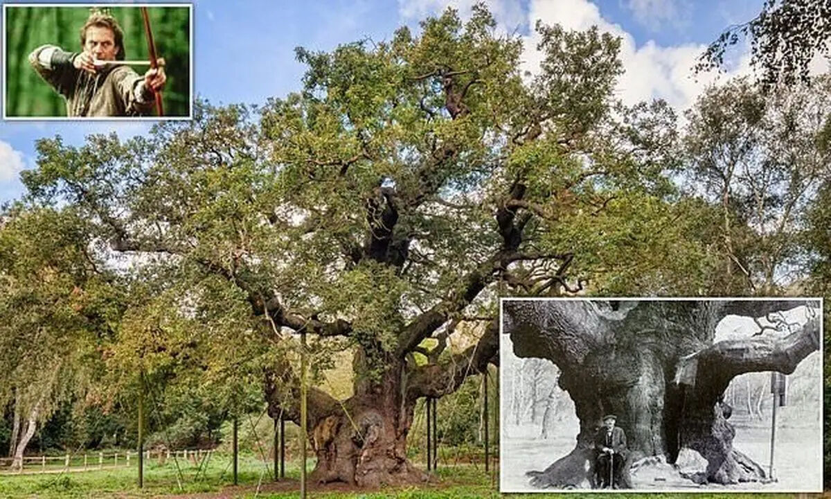 درخت افسانه‌ای «رابین‌هود» پس از ۱۲۰۰ سال خشک شد