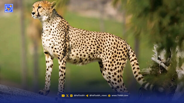 یوزهای آسیایی؛ گمشده‌های دشت ایران