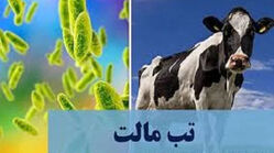 تب مالت؛ بیماری‌ مشترک بین انسان و حیوان/ بیشترین میزان بروز بیماری در ۵ استان