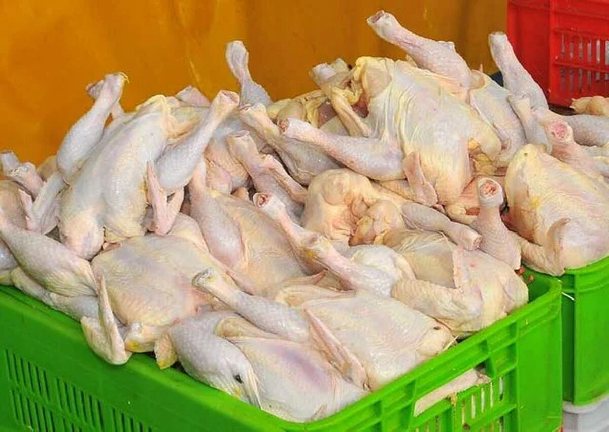 کاهش ۲۴ درصدی تولید گوشت مرغ