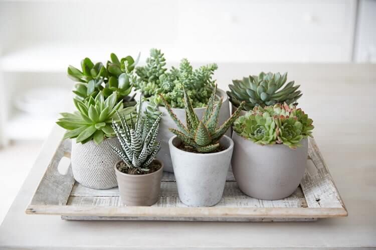 succulent