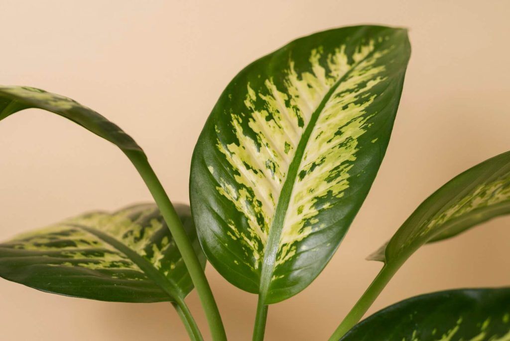 Aglaonema